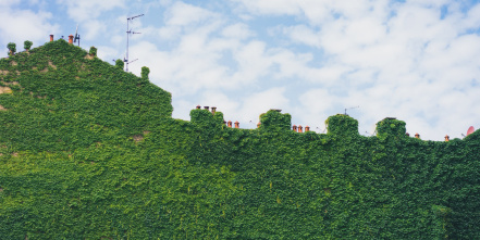 Image d'illustration pour : Des jardins sur les murs