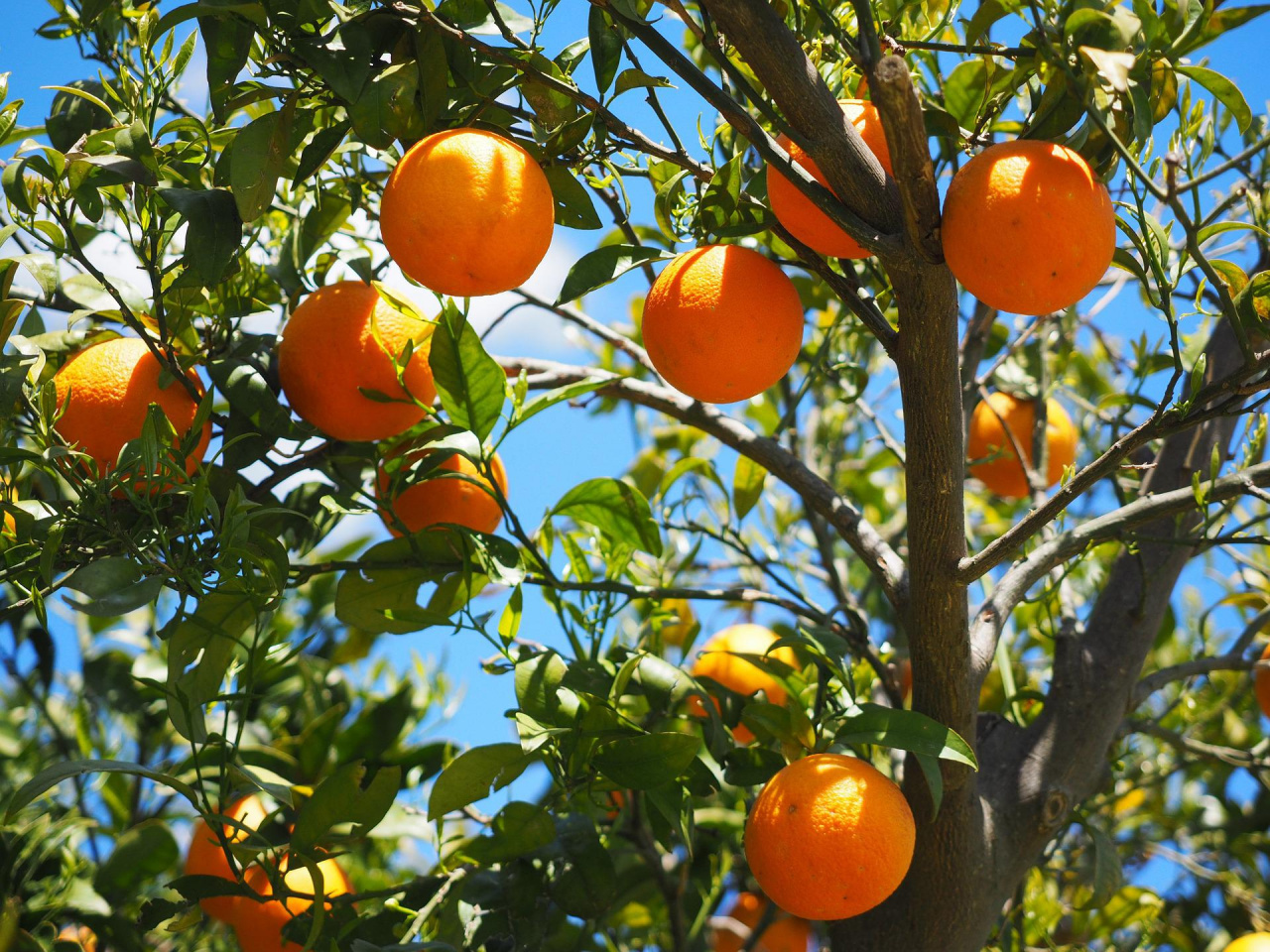 Image d'illustration pour : Plantation d'arbres fruitiers