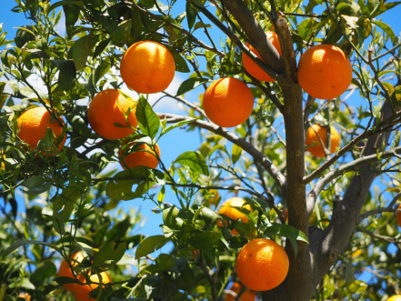 Image d'illustration pour : Plantation d'arbres fruitiers